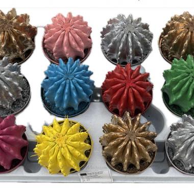 055 UNIDAD DE CACTUS PINTADOS MIX M-8,5